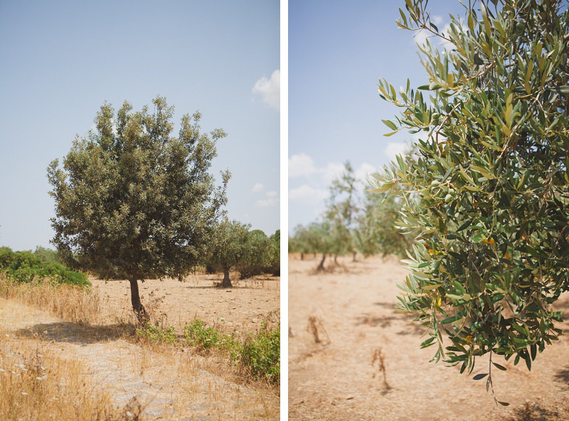 Olives in Italy