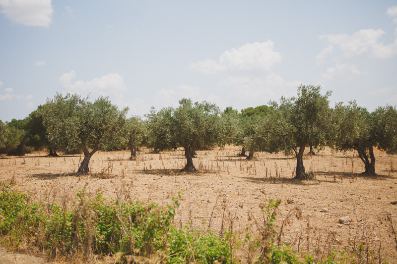 Olive trees in Sicily