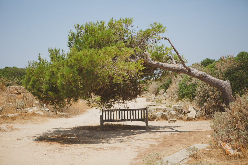 Bent tree in Sicily