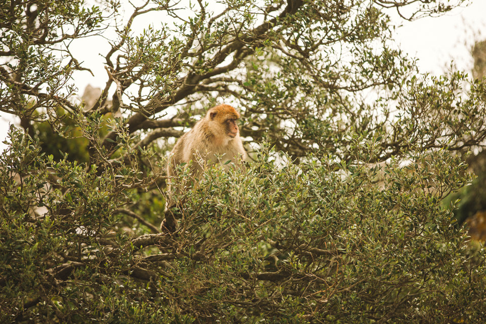 Baby monkey in Gibraltar