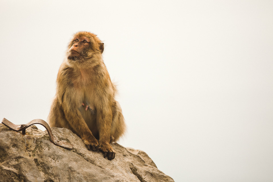 Gibraltar monkey photo