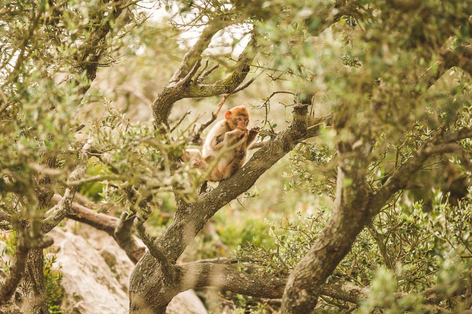 Baby monkey in Gibralatar