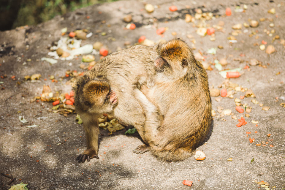 Fighting monkey in Gibraltar