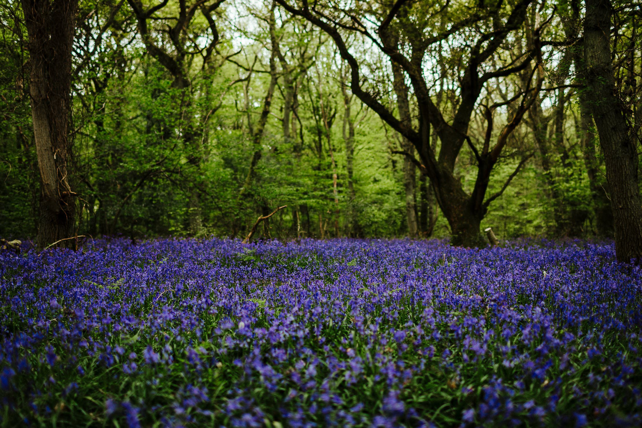 Coombe Hill bluebells