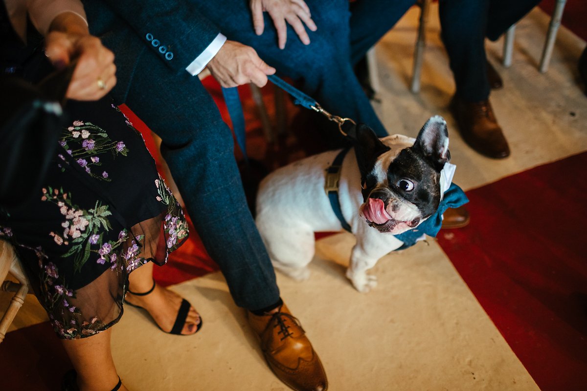 Bring your dog to a wedding ceremony