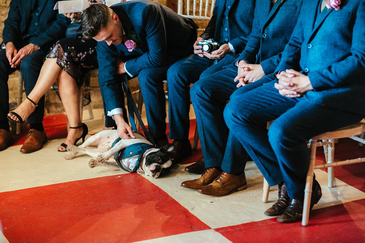 Dogs at wedding ceremony photo